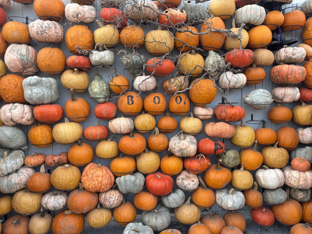 A wall is decorated with various pumpkins. Three pumpkins spell out BOO!