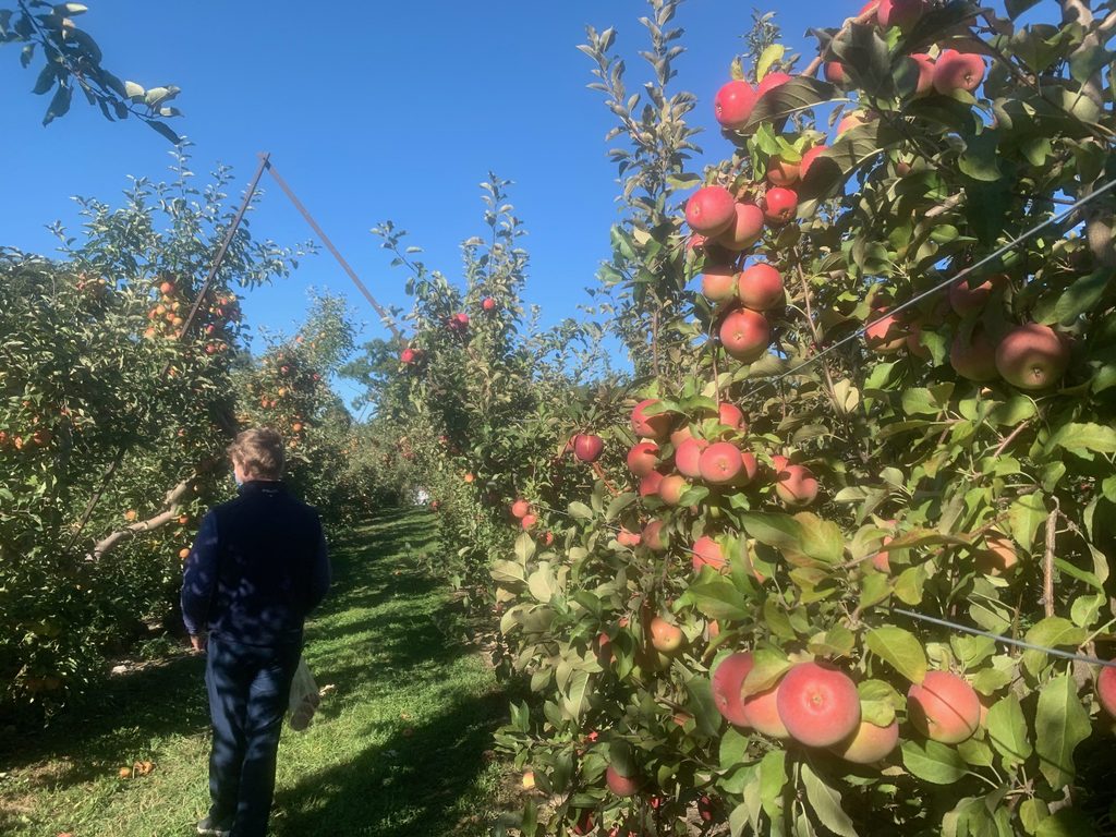A man walks through an orchard row with trees filled with red apples.
